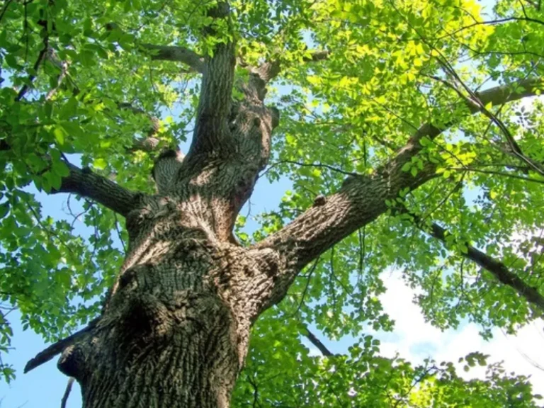 Understanding Seasonal Impacts on Tree Health in Chesapeake, VA